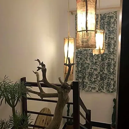 אכסניה Cactus Host *