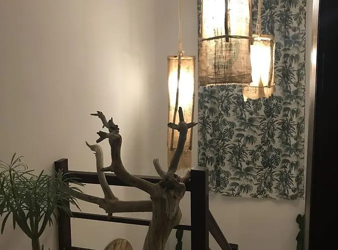 Cactus Host بيت شباب