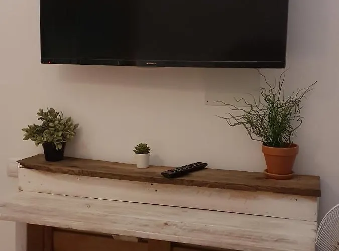 بيت شباب Cactus Host